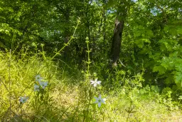 6.347 m² bos met uitzicht op het meer en toegang via geasfalteerde weg in Montana regio - Bulgarije