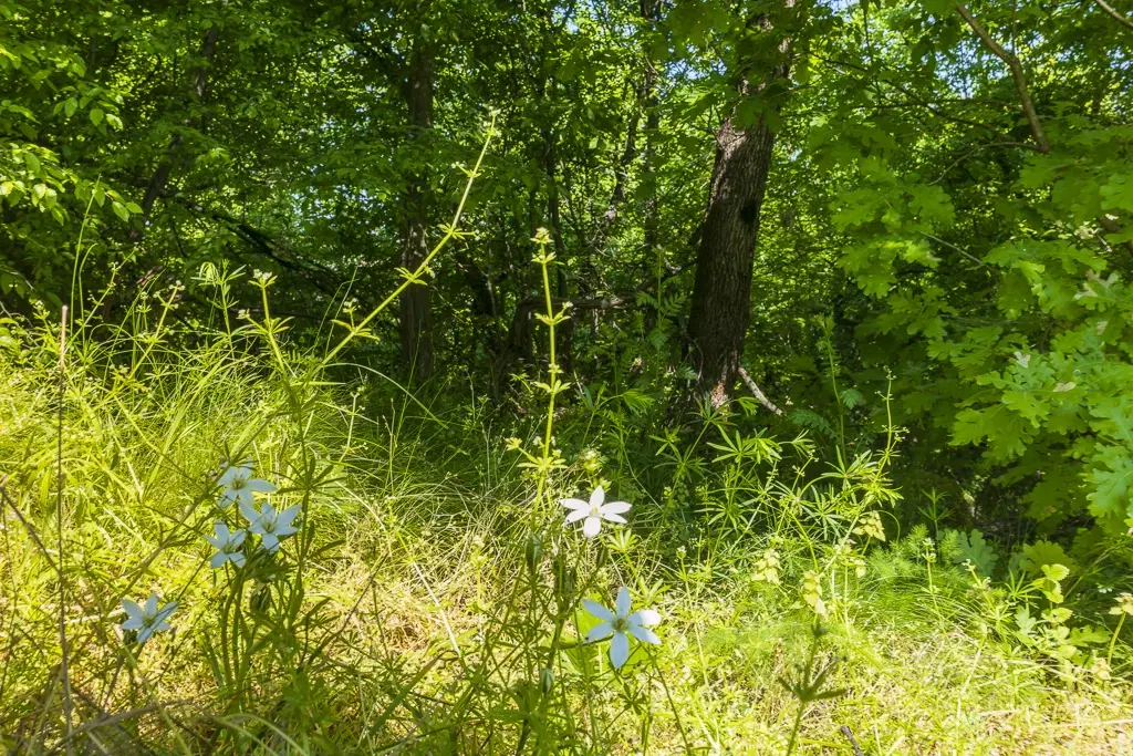 6.347 m² bos met uitzicht op het meer en toegang via geasfalteerde weg in Montana regio - Bulgarije