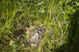 6.347 m² bos met uitzicht op het meer en toegang via geasfalteerde weg in Montana regio - Bulgarije