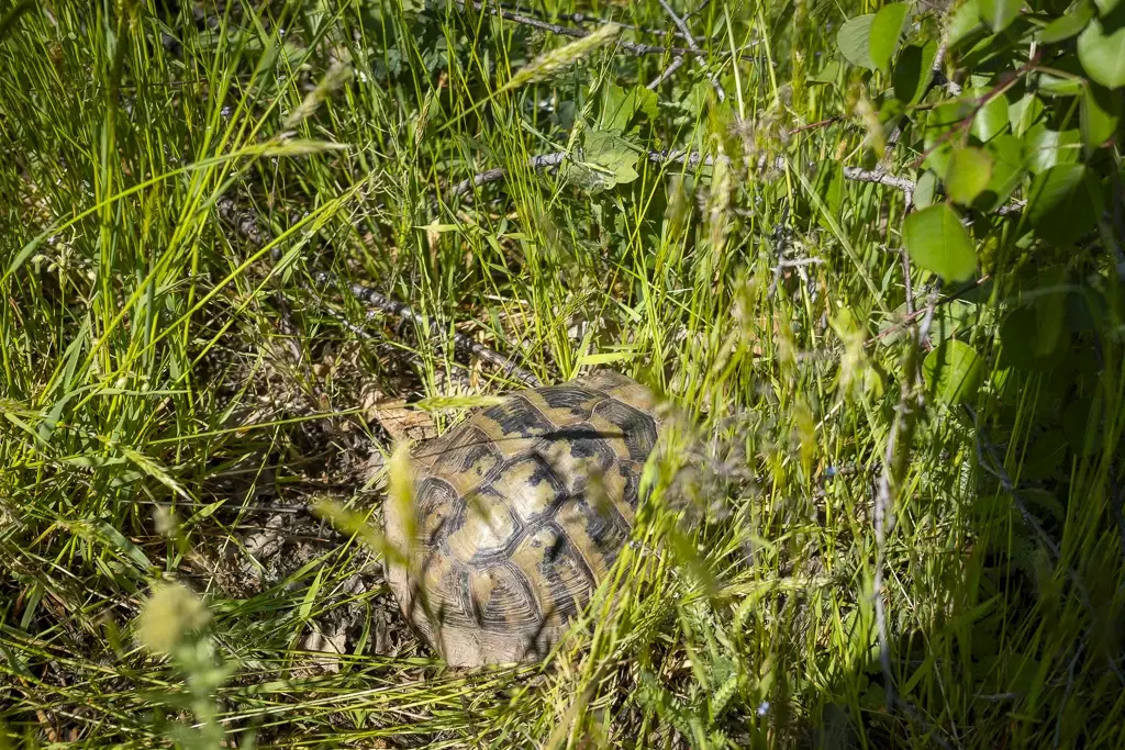 6.347 m² bos met uitzicht op het meer en toegang via geasfalteerde weg in Montana regio - Bulgarije