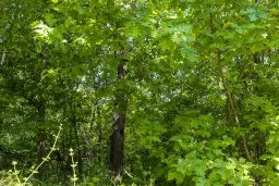 6.347 m² bos met uitzicht op het meer en toegang via geasfalteerde weg in Montana regio - Bulgarije