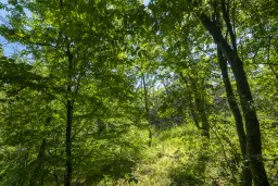 6.347 m² bos met uitzicht op het meer en toegang via geasfalteerde weg in Montana regio - Bulgarije