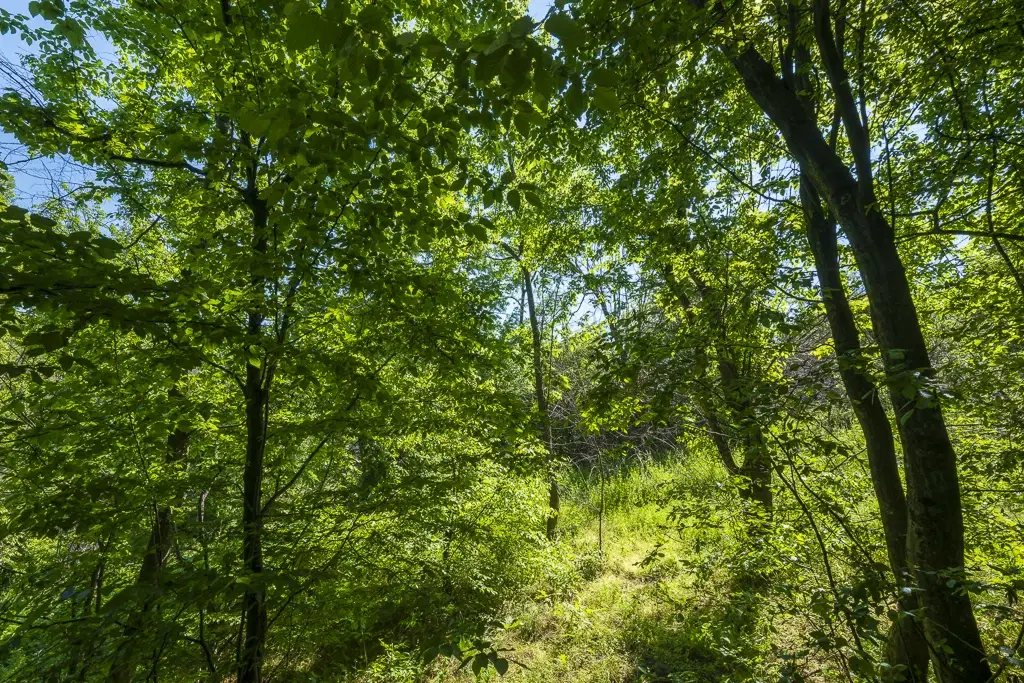 6.347 m² bos met uitzicht op het meer en toegang via geasfalteerde weg in Montana regio - Bulgarije