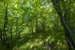6.347 m² bos met uitzicht op het meer en toegang via geasfalteerde weg in Montana regio - Bulgarije