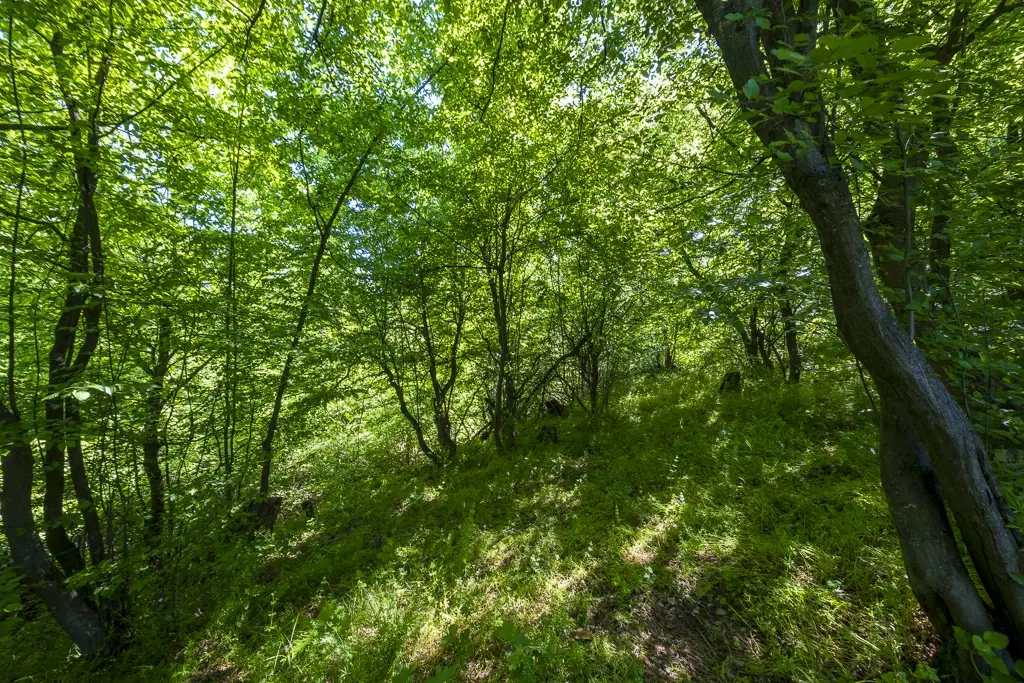 6.347 m² bos met uitzicht op het meer en toegang via geasfalteerde weg in Montana regio - Bulgarije