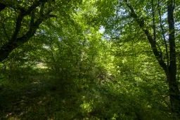 6.347 m² bos met uitzicht op het meer en toegang via geasfalteerde weg in Montana regio - Bulgarije