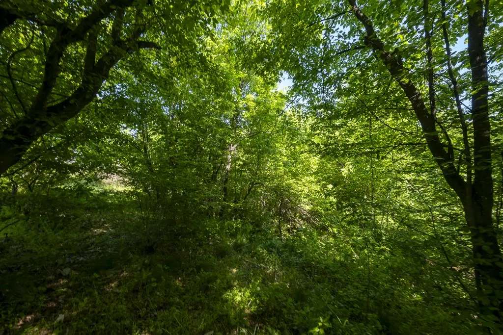 6.347 m² bos met uitzicht op het meer en toegang via geasfalteerde weg in Montana regio - Bulgarije