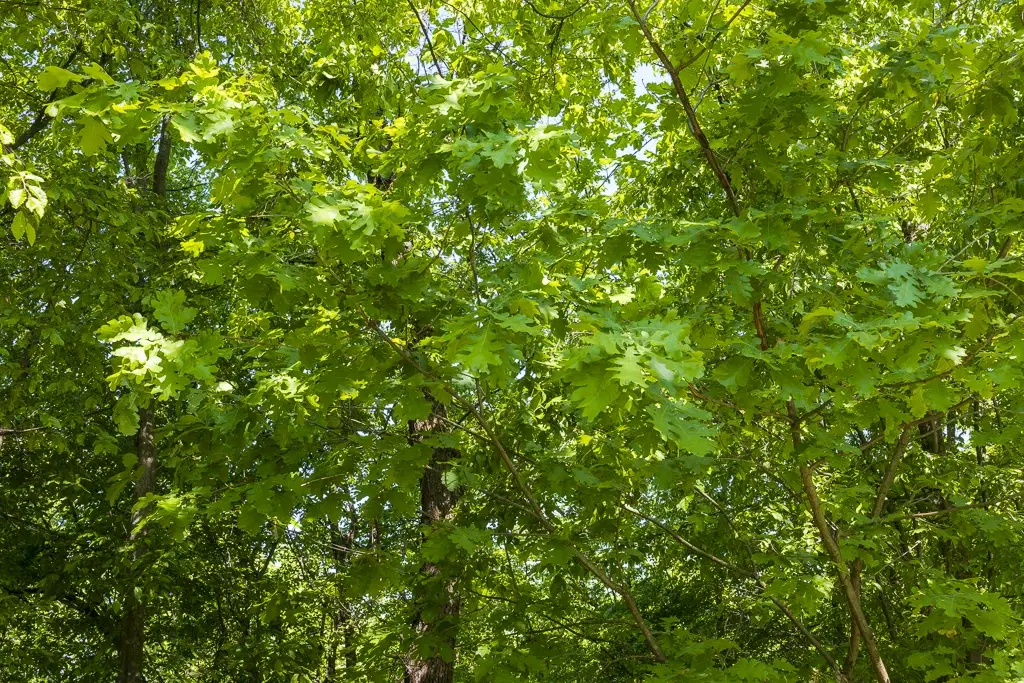 6.347 m² bos met uitzicht op het meer en toegang via geasfalteerde weg in Montana regio - Bulgarije
