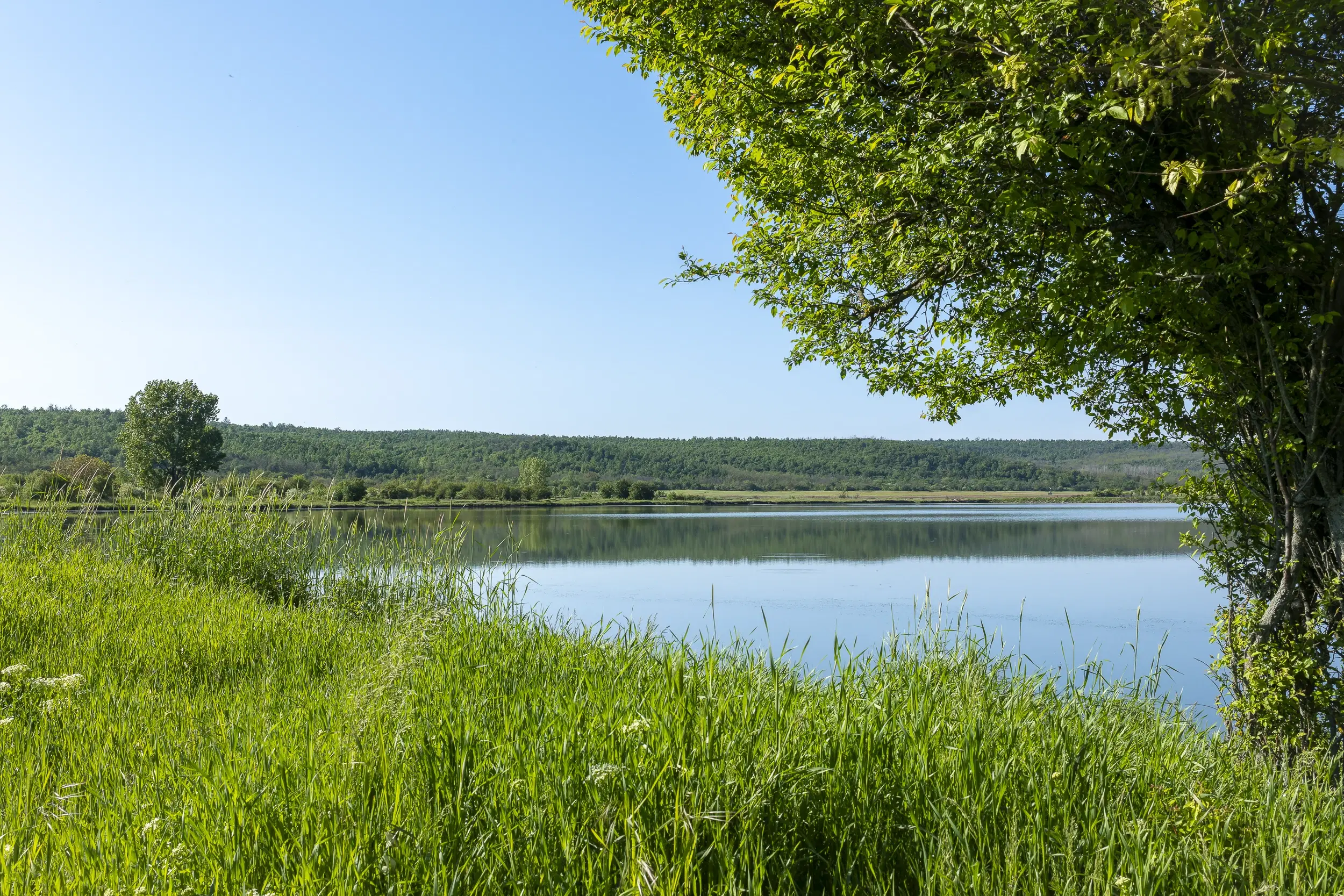 6.347 m² bos met uitzicht op het meer en toegang via geasfalteerde weg in Montana regio - Bulgarije