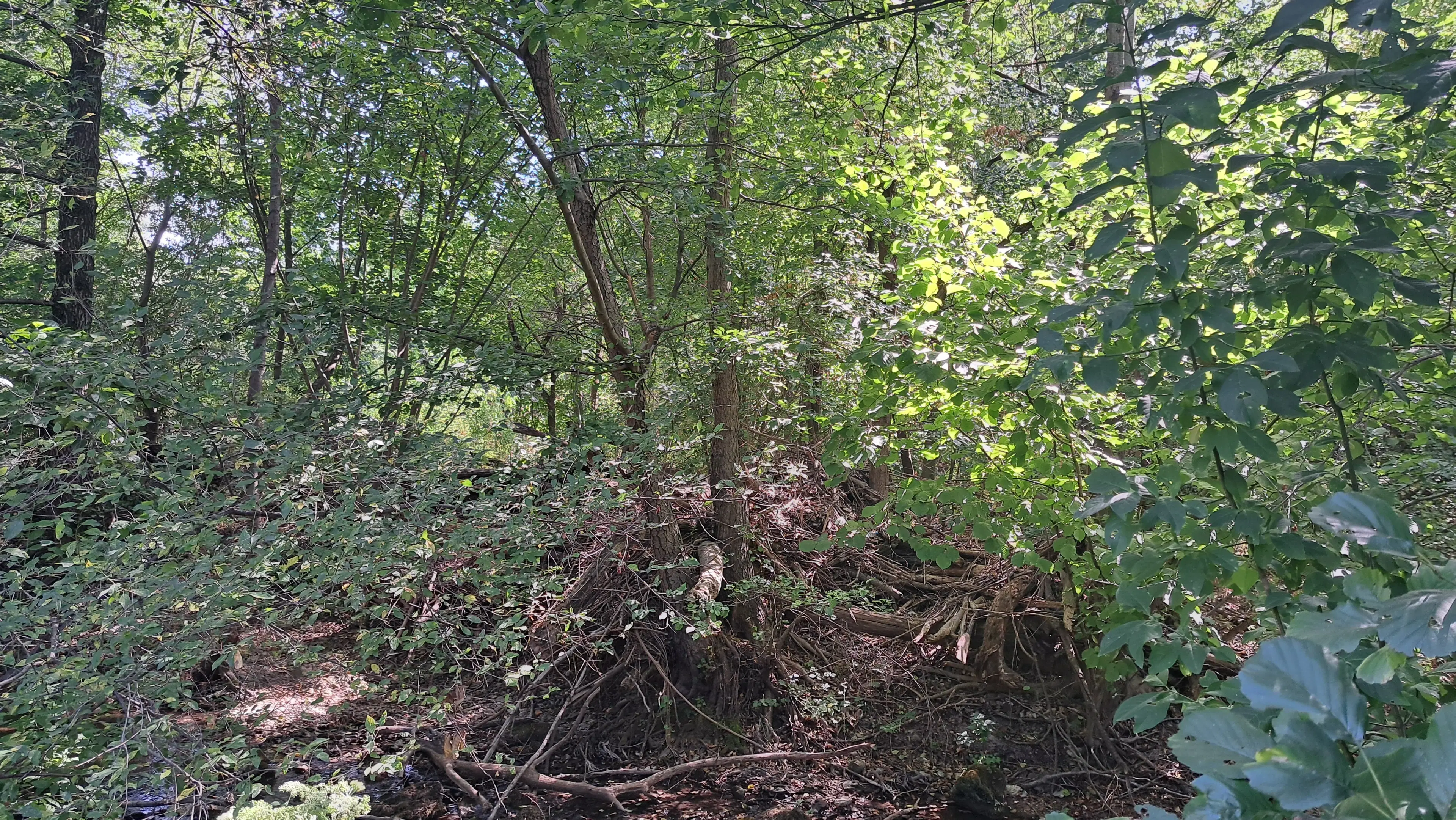 24.907 m² bosgrond in de regio Vidin - Bulgarije