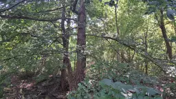 24.907 m² bosgrond in de regio Vidin - Bulgarije