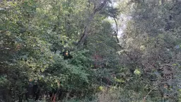 24.907 m² bosgrond in de regio Vidin - Bulgarije
