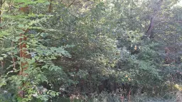 24.907 m² bosgrond in de regio Vidin - Bulgarije