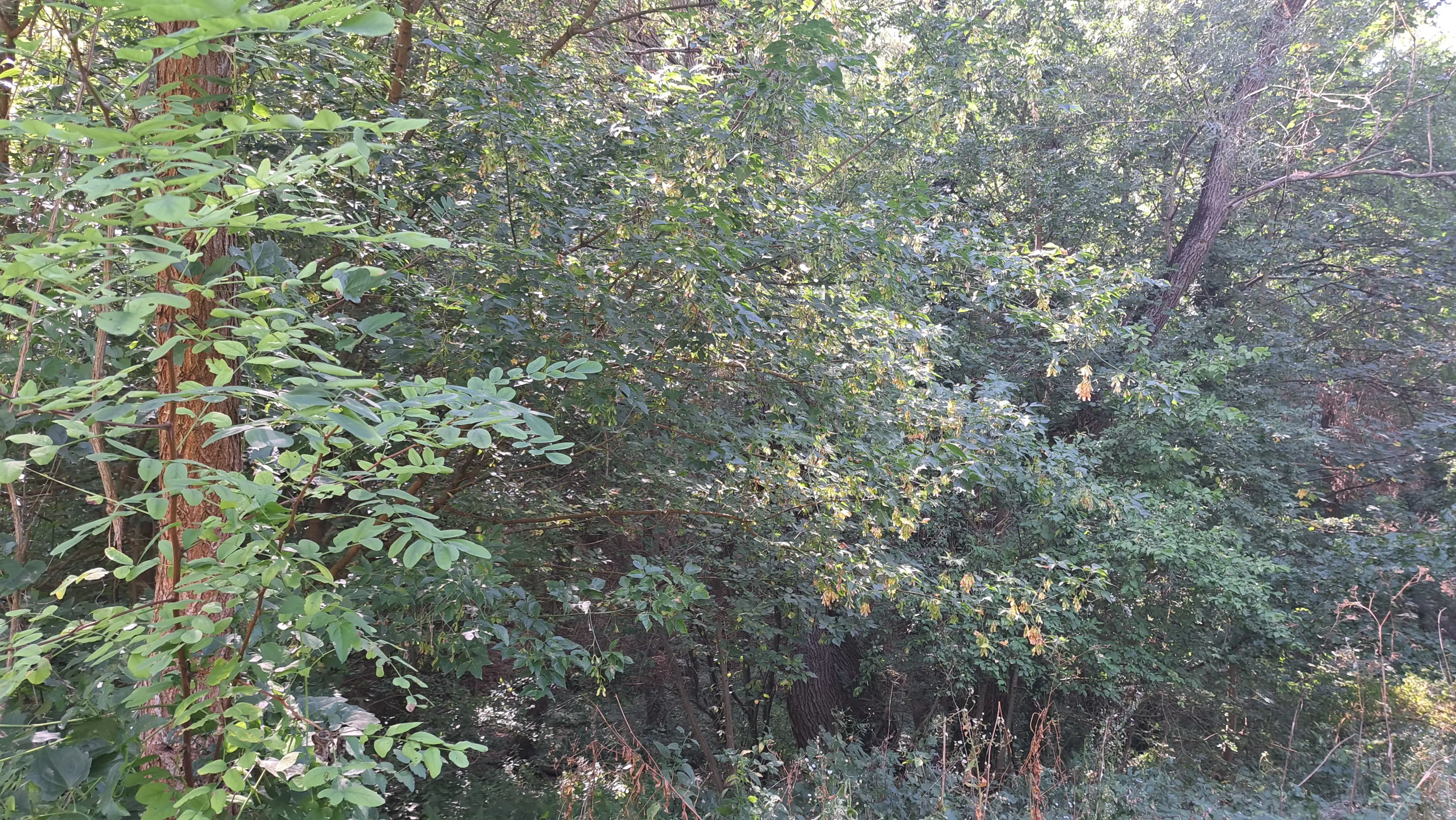 24.907 m² bosgrond in de regio Vidin - Bulgarije