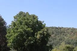 24.907 m² bosgrond in de regio Vidin - Bulgarije