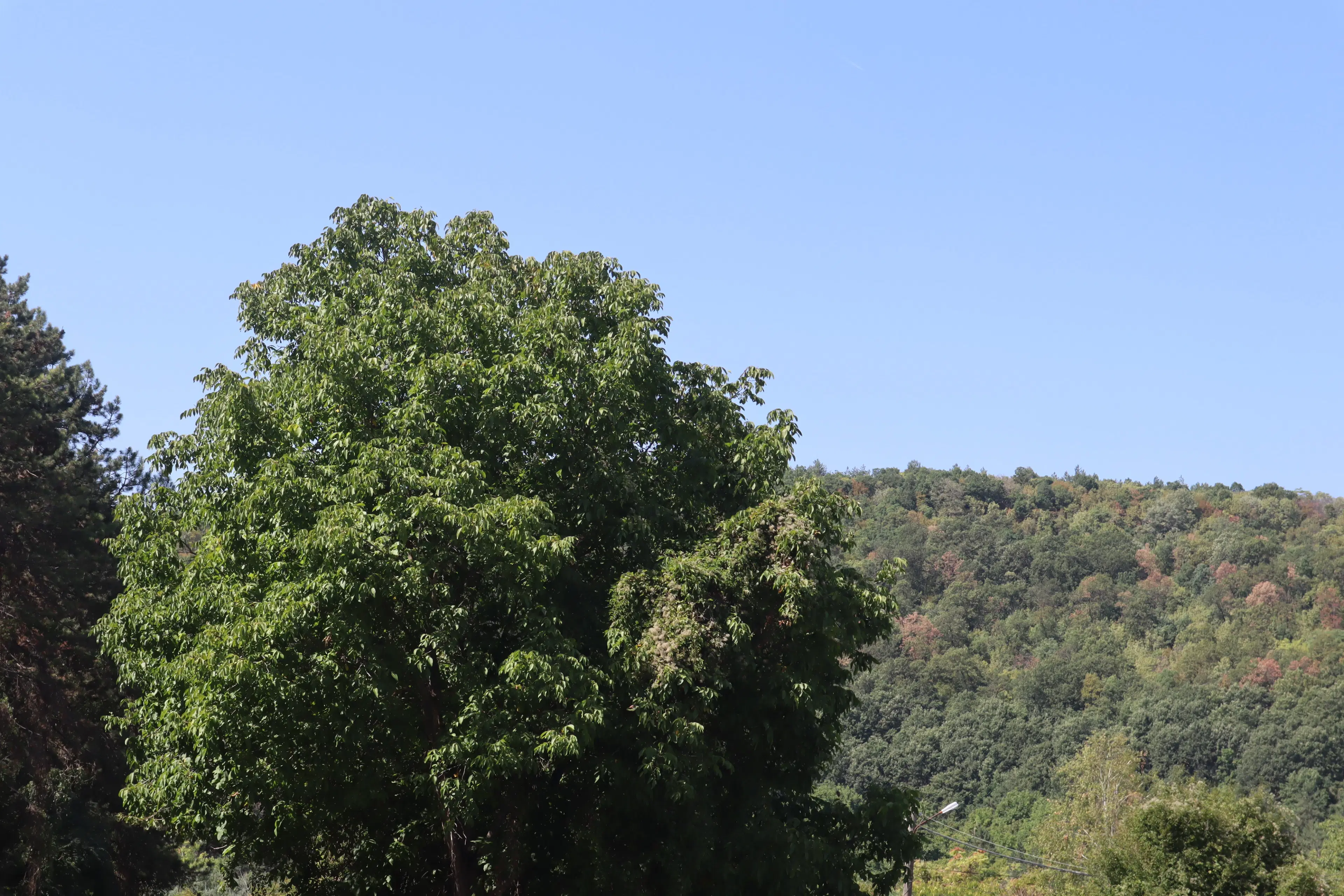 24.907 m² bosgrond in de regio Vidin - Bulgarije