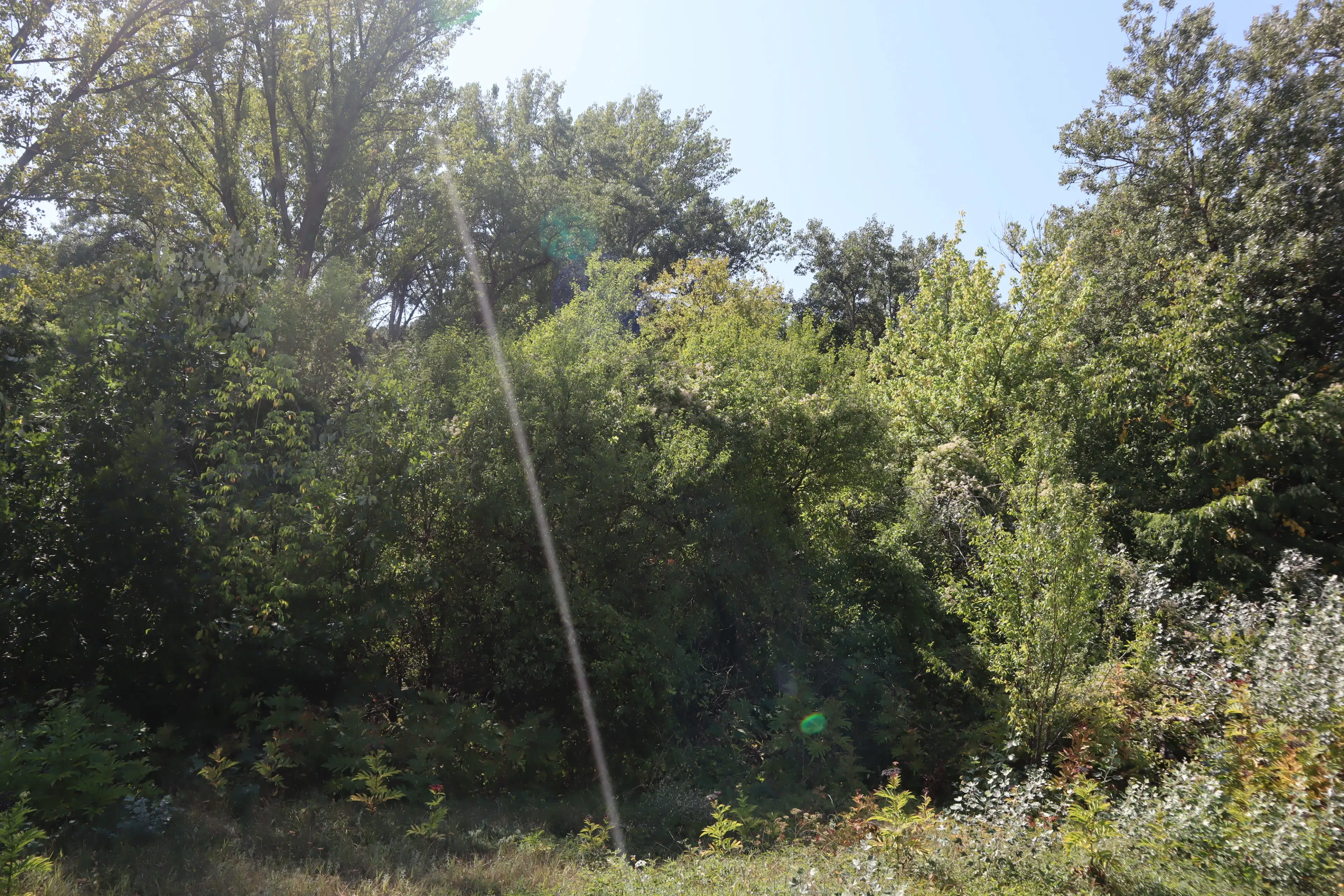 24.907 m² bosgrond in de regio Vidin - Bulgarije