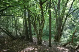 24.907 m² bosgrond in de regio Vidin - Bulgarije