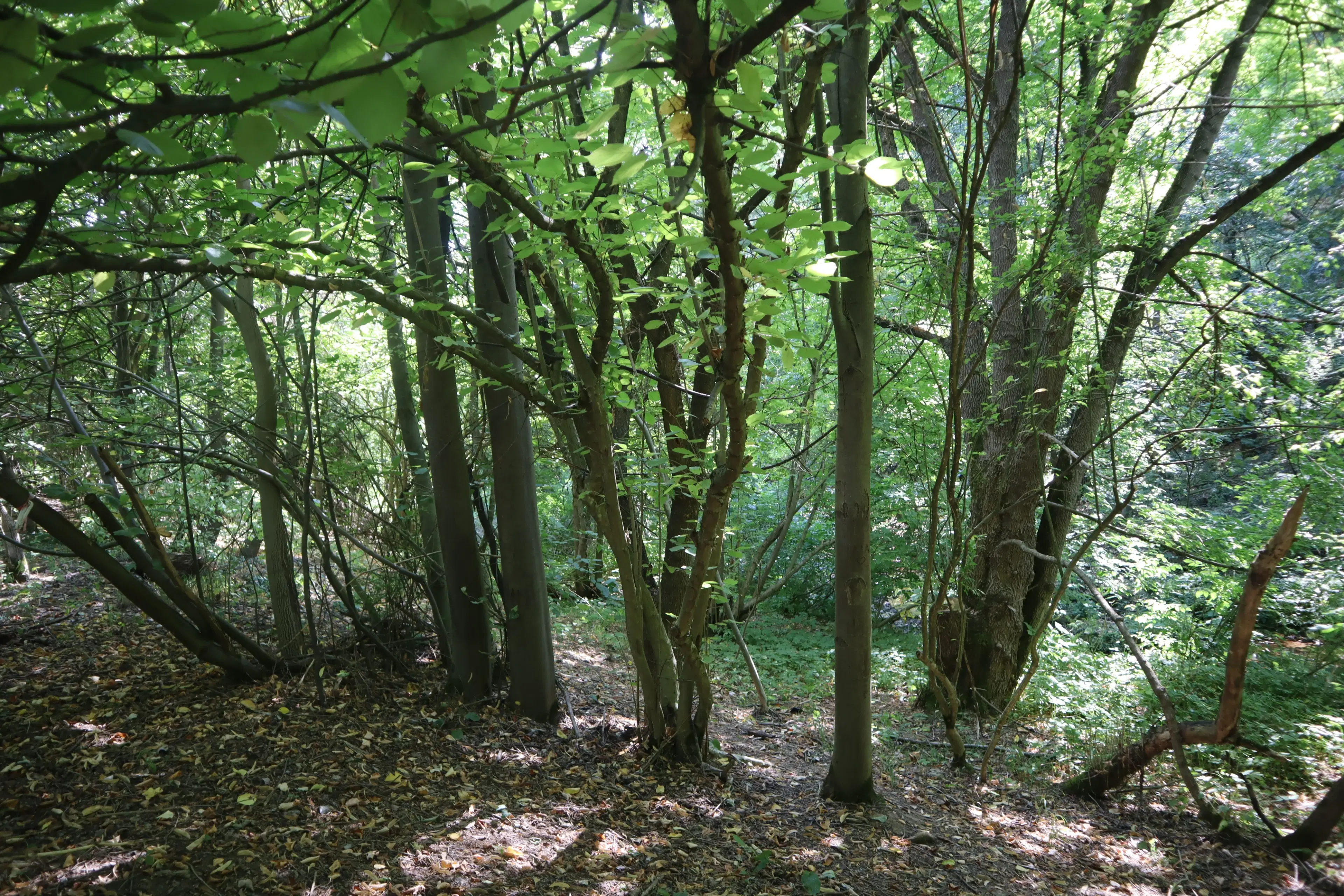 24.907 m² bosgrond in de regio Vidin - Bulgarije