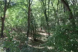 24.907 m² bosgrond in de regio Vidin - Bulgarije