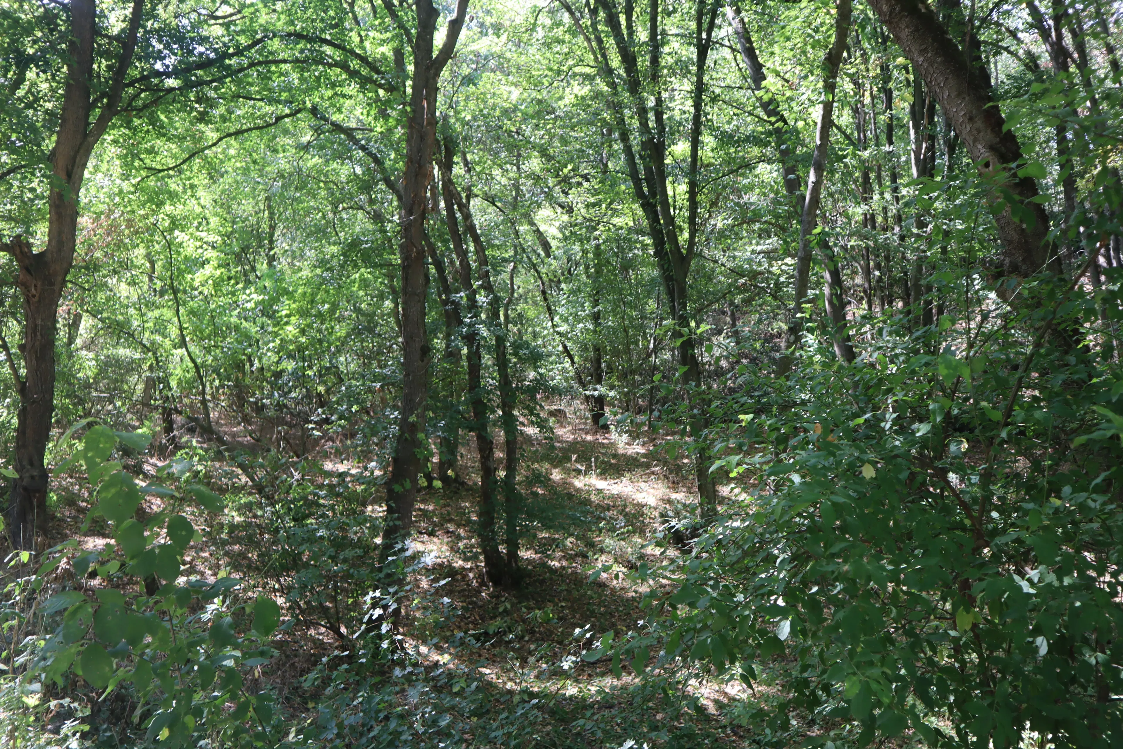 24.907 m² bosgrond in de regio Vidin - Bulgarije