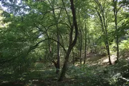 24.907 m² bosgrond in de regio Vidin - Bulgarije