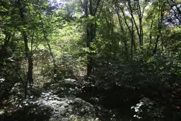 24.907 m² bosgrond in de regio Vidin - Bulgarije