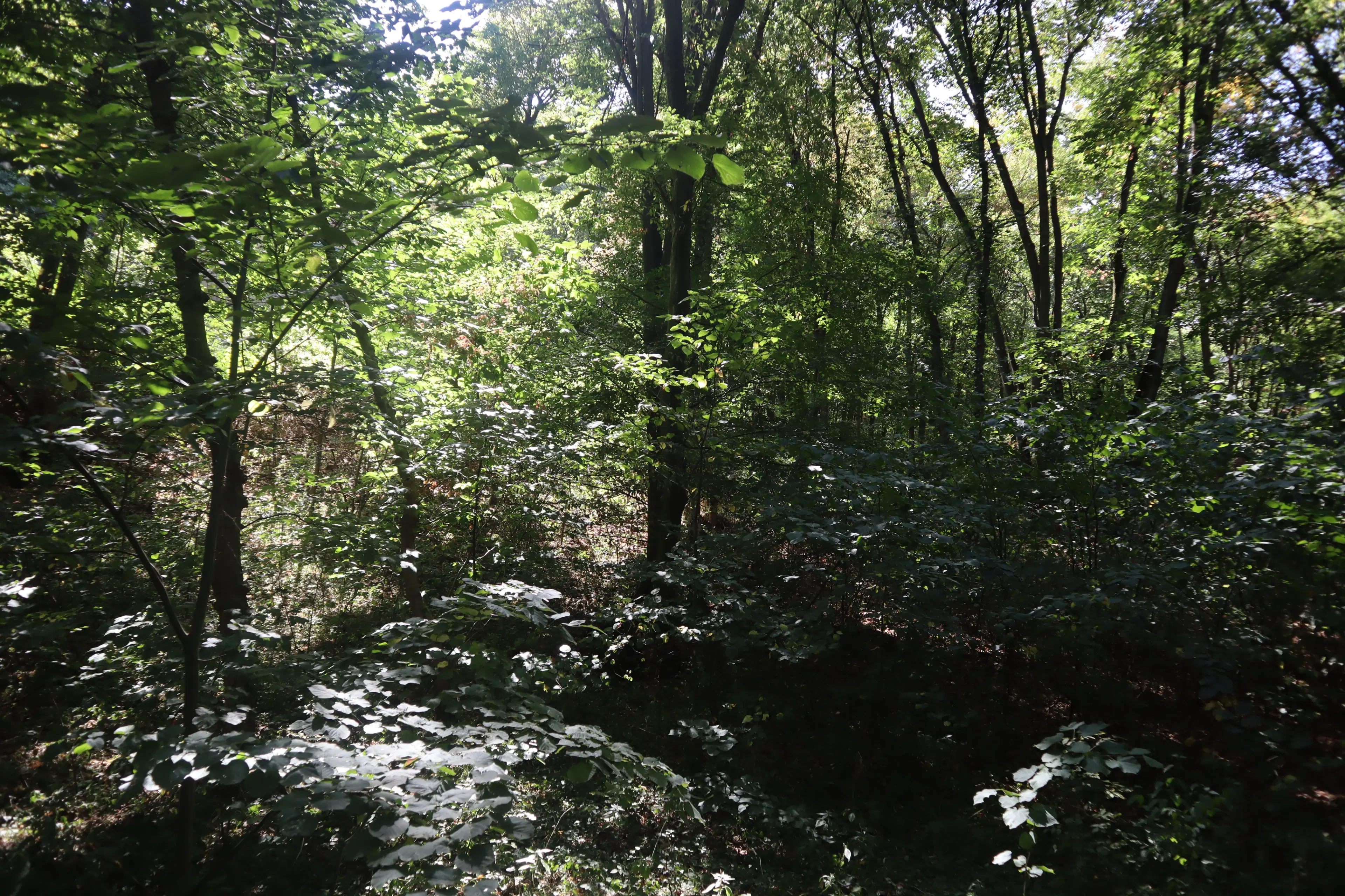 24.907 m² bosgrond in de regio Vidin - Bulgarije