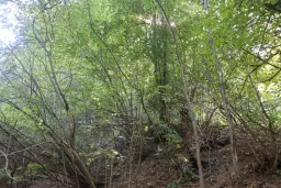 24.907 m² bosgrond in de regio Vidin - Bulgarije
