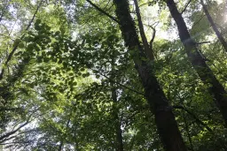 24.907 m² bosgrond in de regio Vidin - Bulgarije