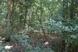 24.907 m² bosgrond in de regio Vidin - Bulgarije