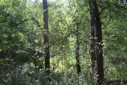 24.907 m² bosgrond in de regio Vidin - Bulgarije