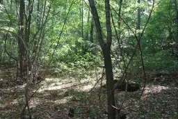 24.907 m² bosgrond in de regio Vidin - Bulgarije