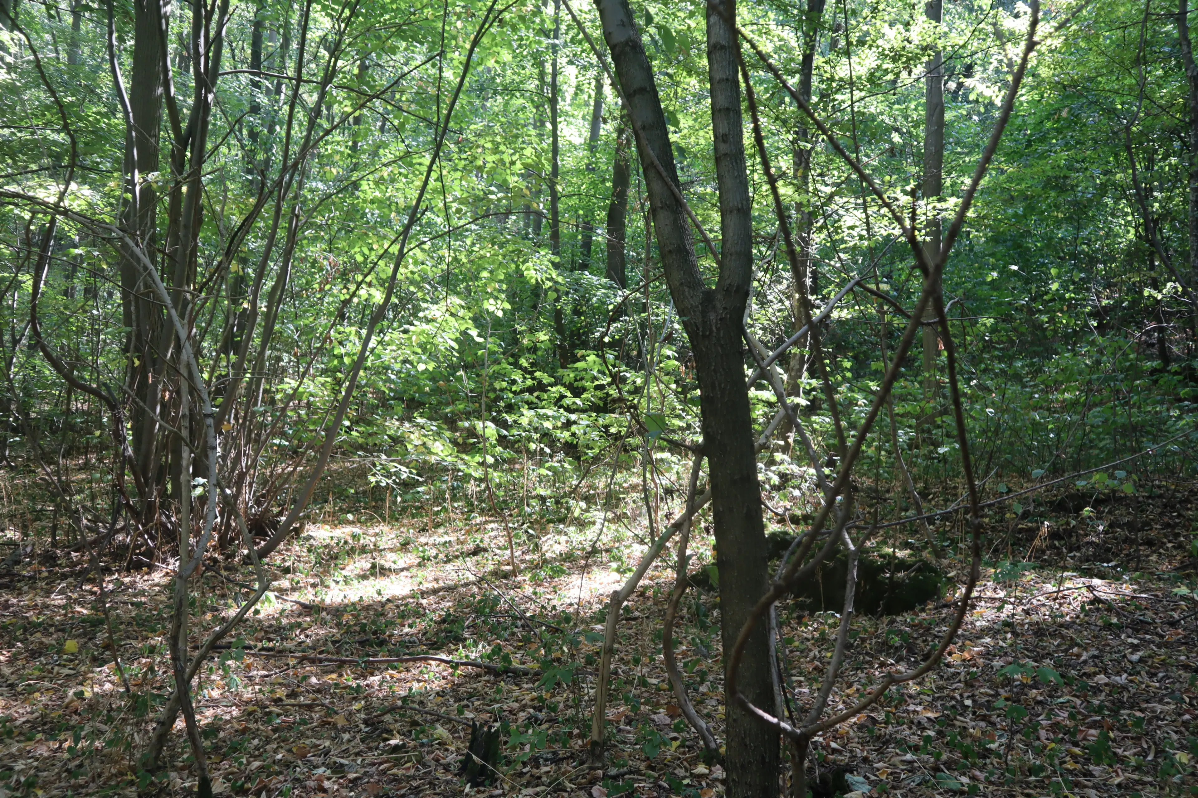 24.907 m² bosgrond in de regio Vidin - Bulgarije