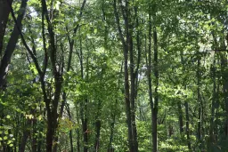 24.907 m² bosgrond in de regio Vidin - Bulgarije