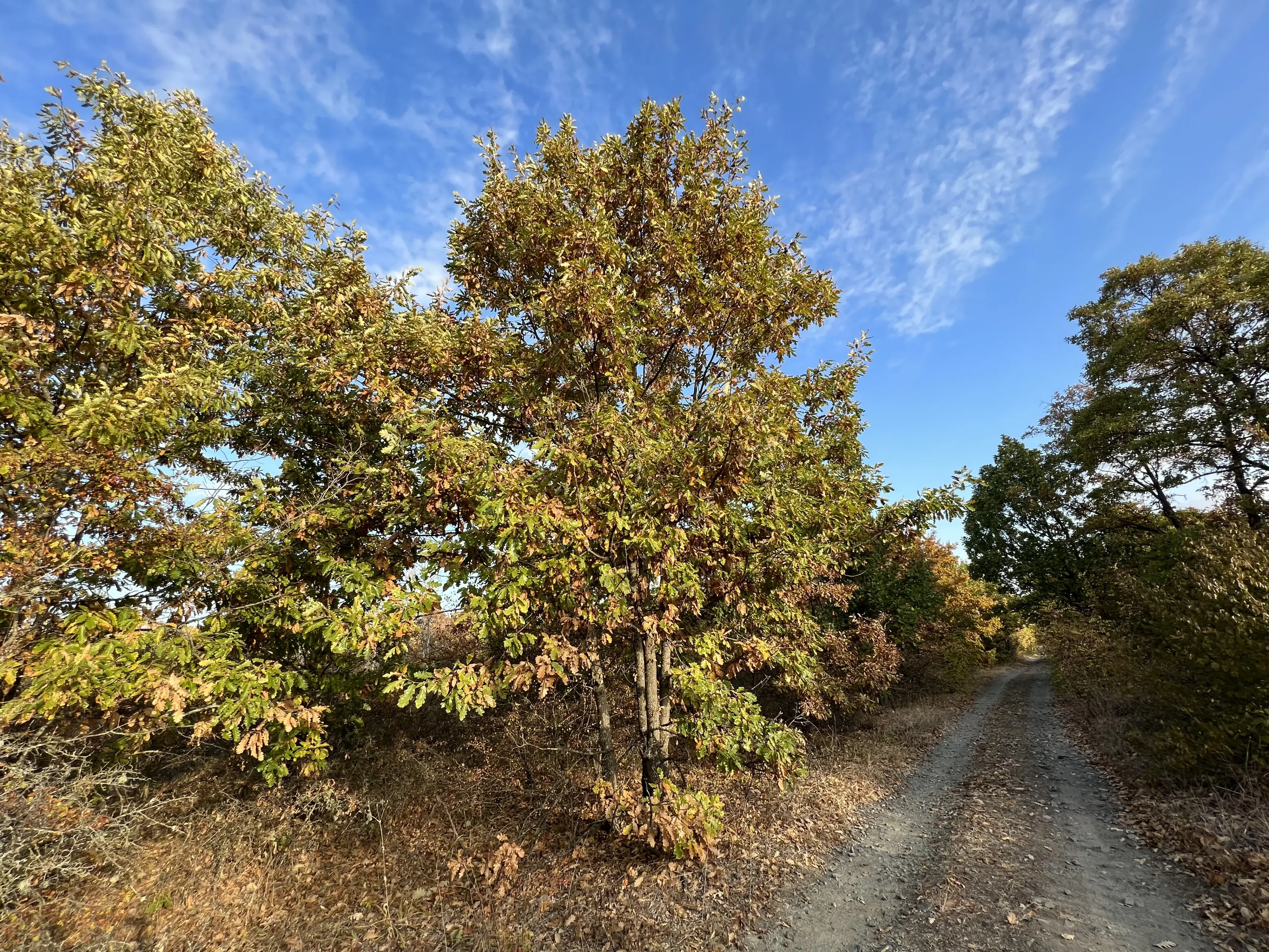 PARTNERVEILING - 19.400 sqm Forest, Burgas (Bulgarije)