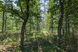 28.886 m² gemengd loofbos in de regio Vidin - Bulgarije