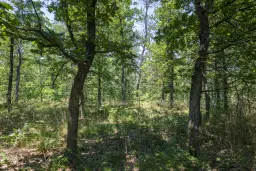 28.886 m² gemengd loofbos - regio Vidin - Bulgarije