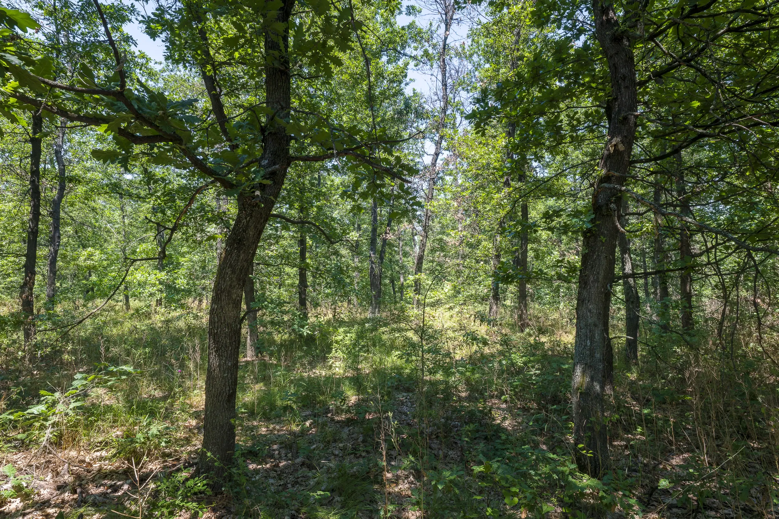 28.886 m² gemengd loofbos - regio Vidin - Bulgarije