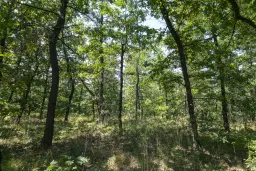 28.886 m² gemengd loofbos in de regio Vidin - Bulgarije
