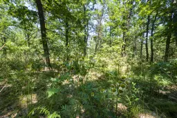 28.886 m² gemengd loofbos - regio Vidin - Bulgarije