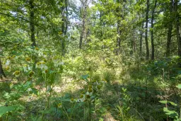28.886 m² gemengd loofbos in de regio Vidin - Bulgarije