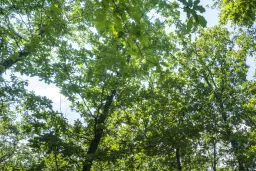 28.886 m² gemengd loofbos in de regio Vidin - Bulgarije