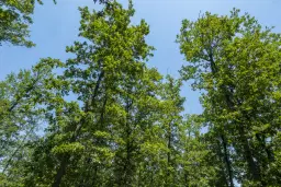 28.886 m² gemengd loofbos in de regio Vidin - Bulgarije