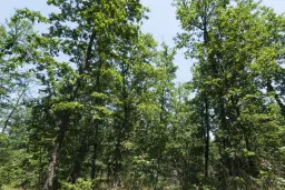 28.886 m² gemengd loofbos in de regio Vidin - Bulgarije