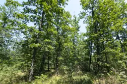28.886 m² gemengd loofbos - regio Vidin - Bulgarije