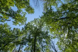 28.886 m² gemengd loofbos - regio Vidin - Bulgarije