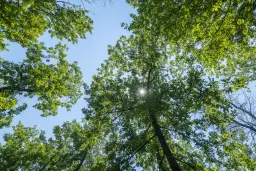 28.886 m² gemengd loofbos in de regio Vidin - Bulgarije