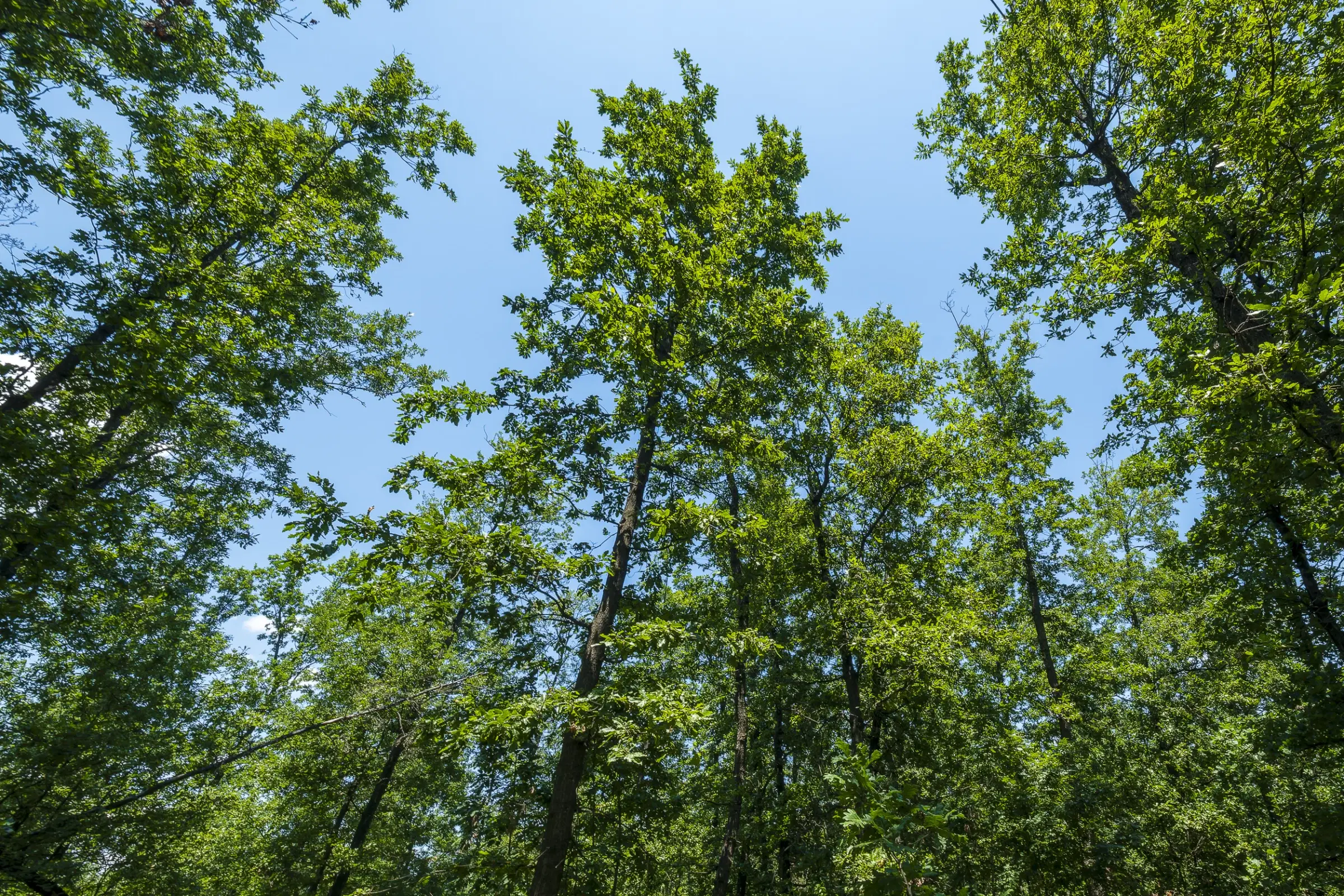 28.886 m² gemengd loofbos in de regio Vidin - Bulgarije