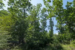 23.204 m² gemengd loofbos in Bela, Belogradchik - Bulgarije